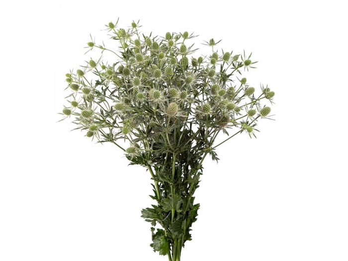 <h4>ERYNGIUM MAGICAL WHITE LAGOON 060 CM</h4>