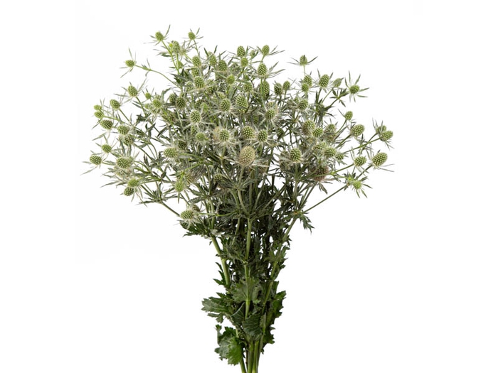 <h4>ERYNGIUM MAGICAL WHITE LAGOON 060 CM</h4>