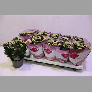 Kalanchoe Double Deluxe Pink