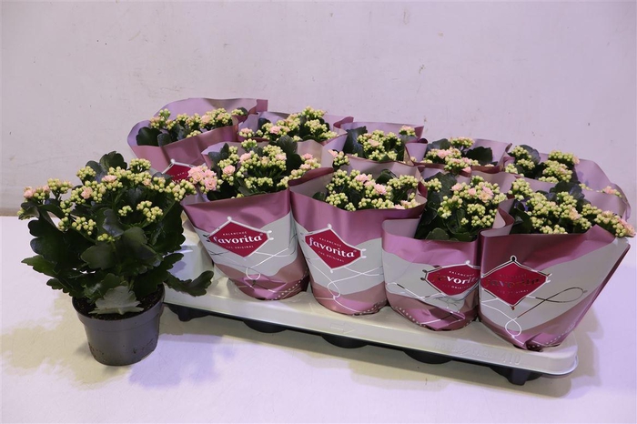 <h4>Kalanchoe Double Deluxe Pink</h4>