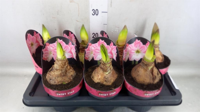 <h4>Hippeastrum GA 'Sweet Star'</h4>