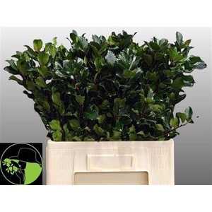 Ilex Bl M Blu Prince 60cm
