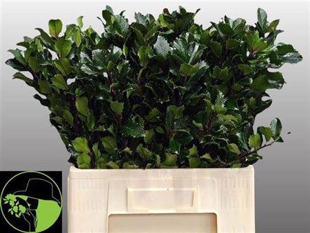 <h4>Ilex Bl M Blu Prince 60cm</h4>