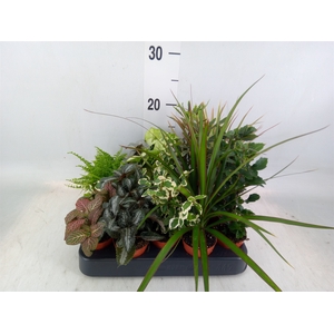 Planten  ..mix