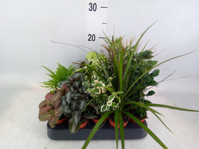 <h4>Planten  ..mix</h4>