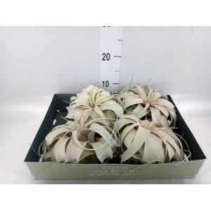 Tillandsia xerographica