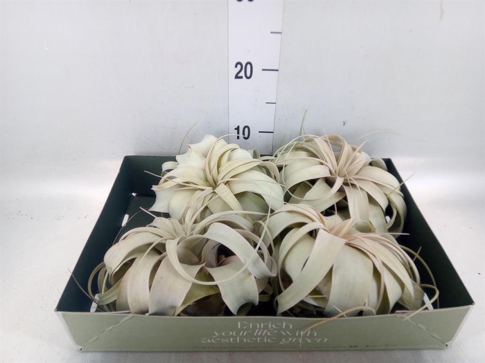 <h4>Tillandsia xerographica</h4>