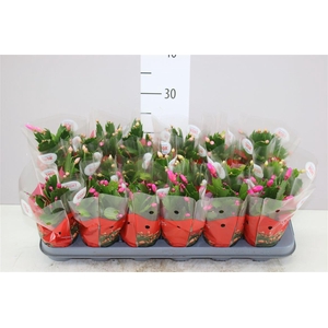 Schlumbergera Gemengd