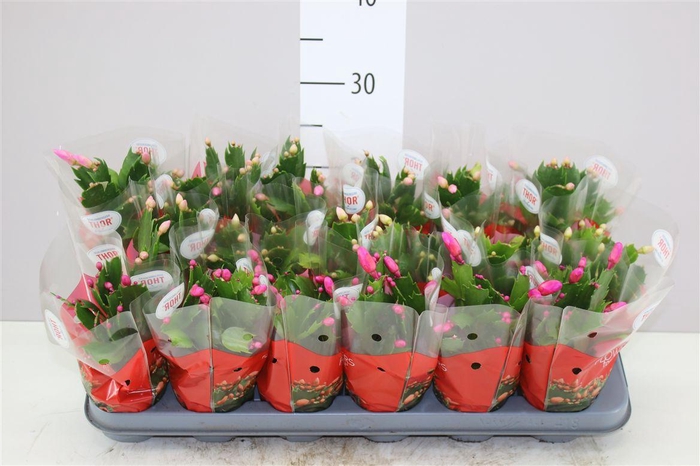 <h4>Schlumbergera Gemengd</h4>