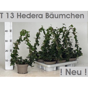Hedera helix green 13Ø 40cm