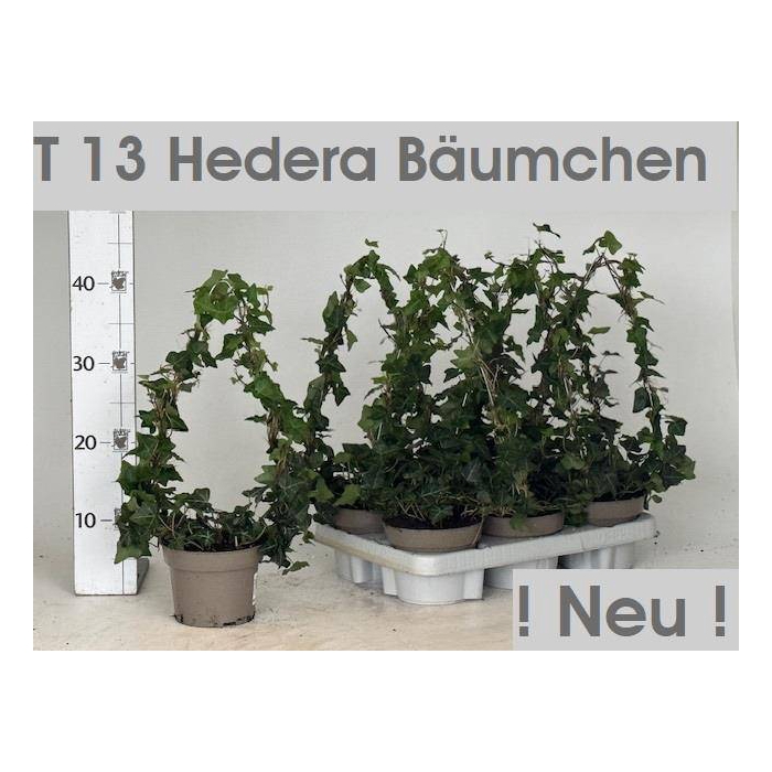 <h4>Hedera helix green 13Ø 40cm</h4>