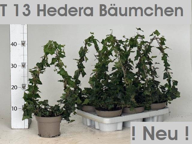 Hedera helix green 13Ø 40cm