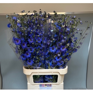 DELPH DU AURORA BLUE