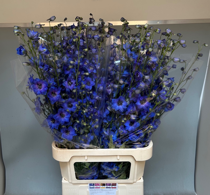 <h4>DELPH DU AURORA BLUE</h4>