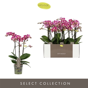 Phal 3-tak Bubbles