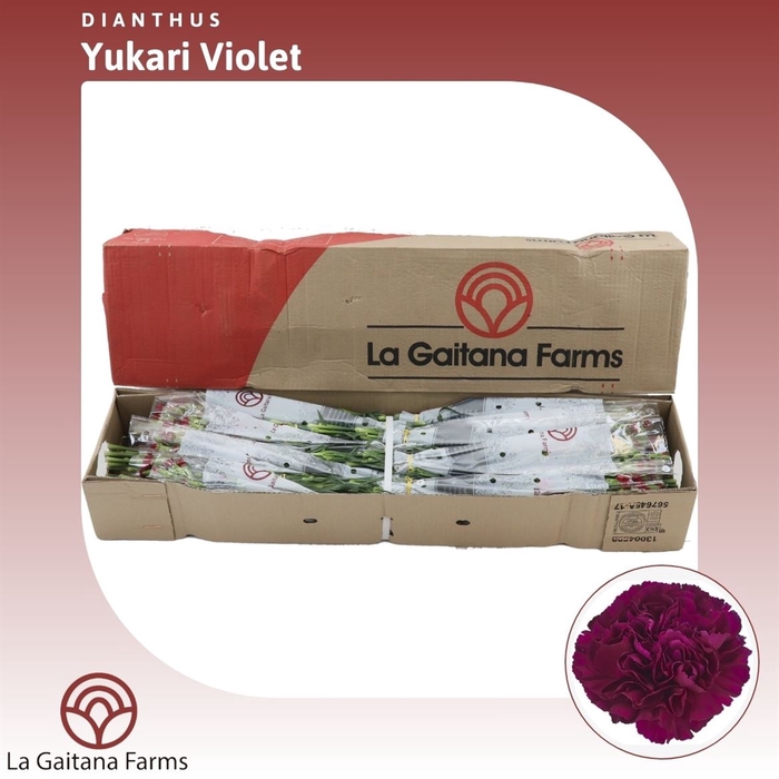 <h4>Dianthus St Yukari Violet</h4>