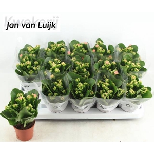 KALANCHOE LUIJK MORNE PINK P9