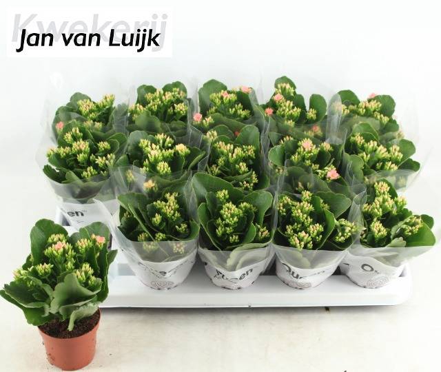 <h4>KALANCHOE LUIJK MORNE PINK P9</h4>