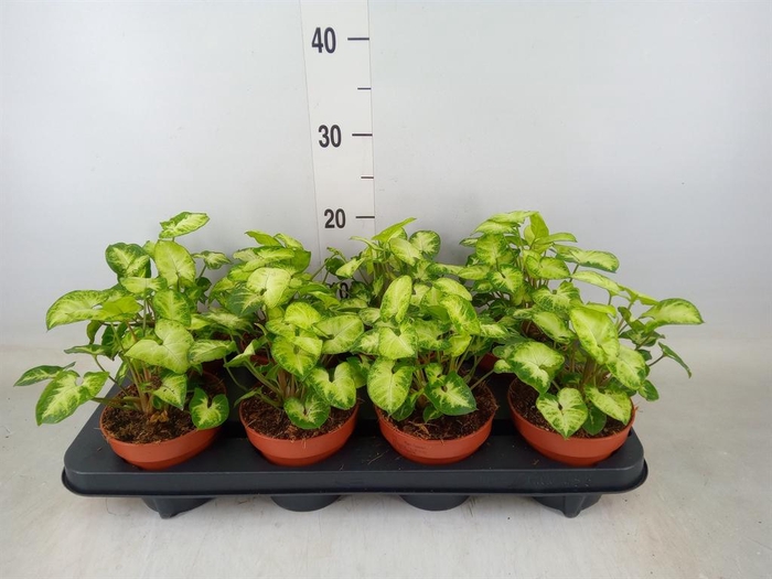 <h4>Syngonium  'Pixie'</h4>