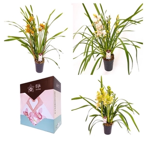 2-3 tak cymbidium mix