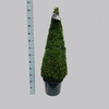 Buxus overig