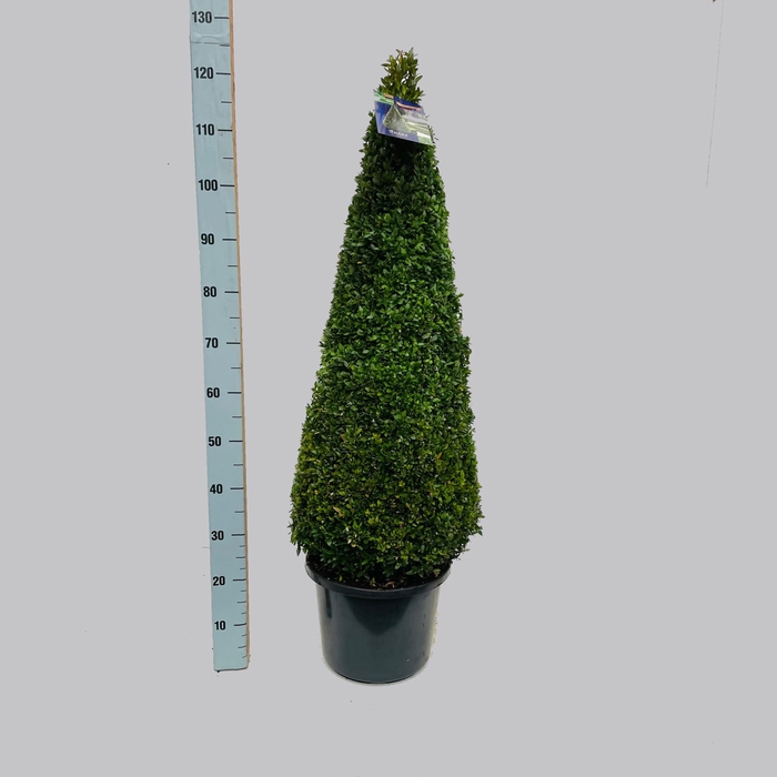Buxus overig