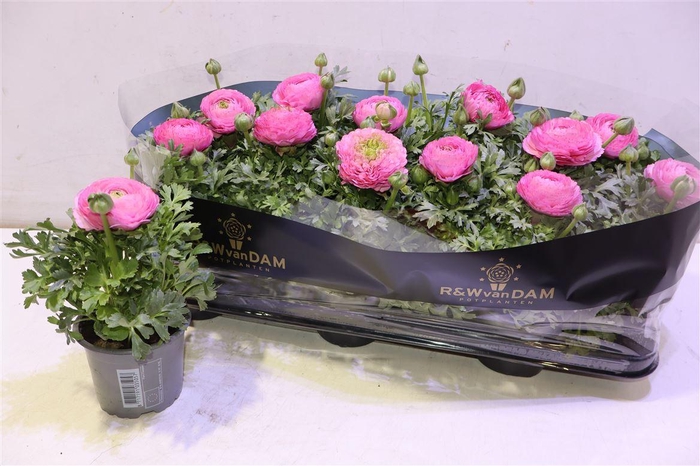 <h4>Ranun Sprink Pink</h4>