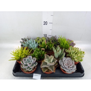 Succulents   ...