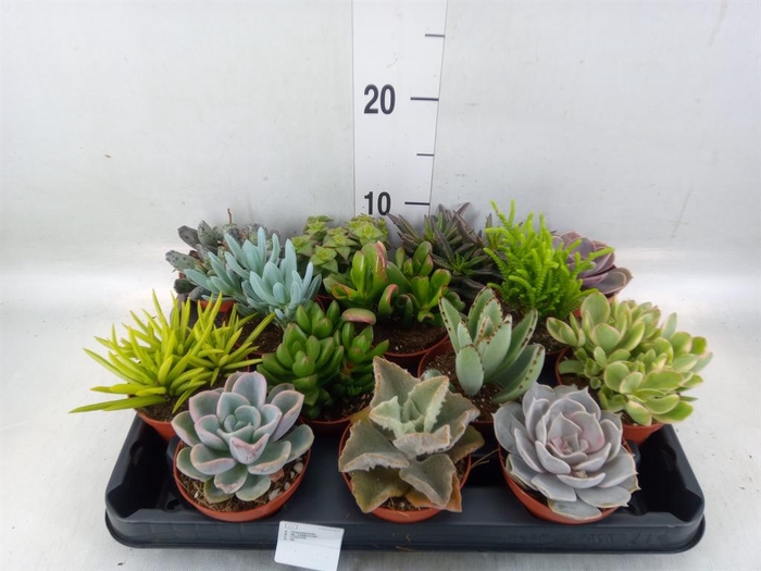 <h4>Succulents   ...</h4>
