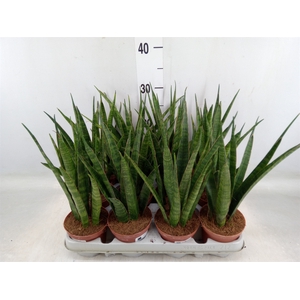 Sansevieria zeylanica 'Greenline'