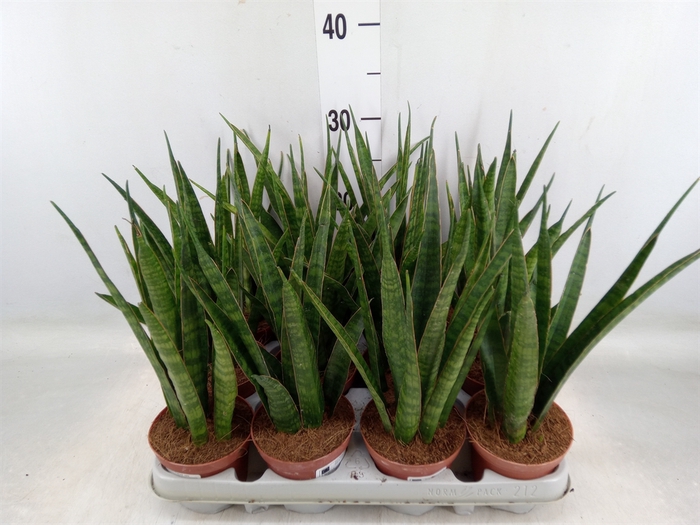 <h4>Sansevieria zeylanica 'Greenline'</h4>