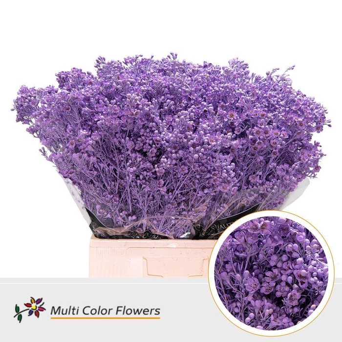 <h4>Chamelaucium DYED Lavender</h4>