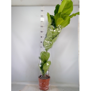 Ficus lyrata