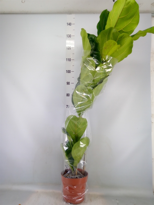 <h4>Ficus lyrata</h4>