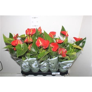 Anthu An Success Red 4+