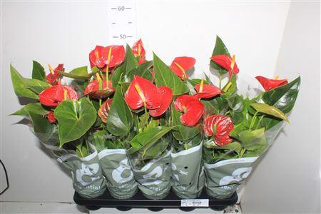 <h4>Anthu An Success Red 4+</h4>