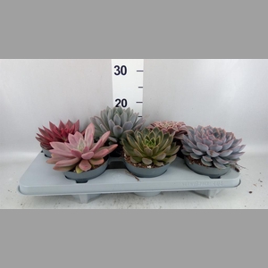 Echeveria   ...mix