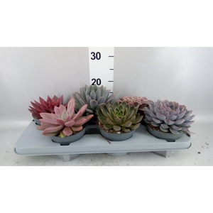 Echeveria   ...mix