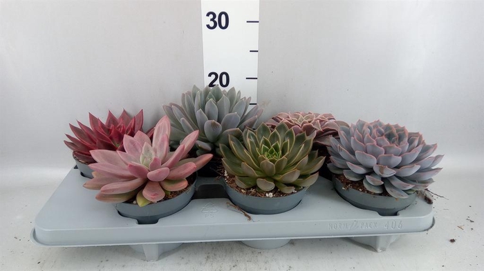 <h4>Echeveria   ...mix</h4>