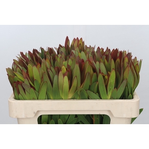 Leucadendron Ayoba Sky