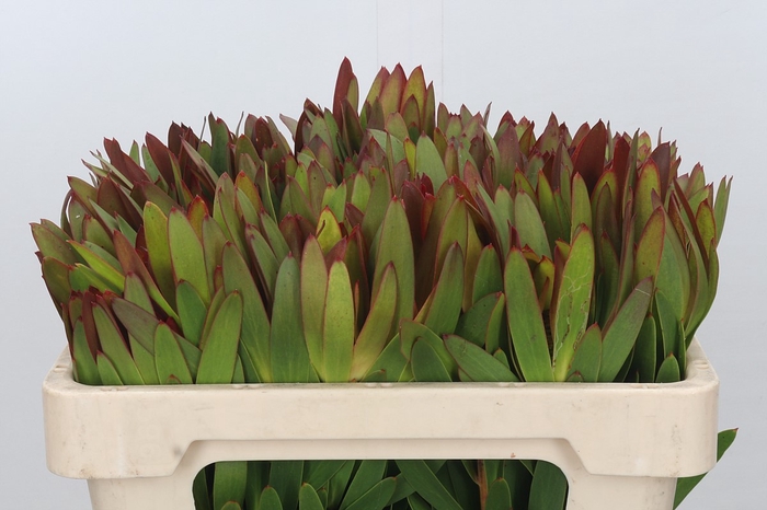 <h4>Leucadendron Ayoba Sky</h4>