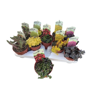 SEDUM OV