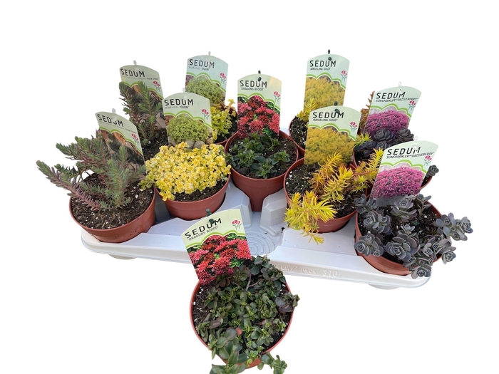 <h4>SEDUM OV</h4>