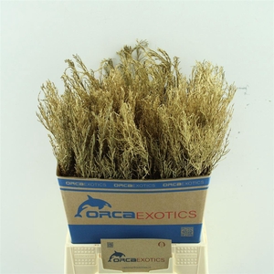 Kaaps Stoebe Kleurbehandeld