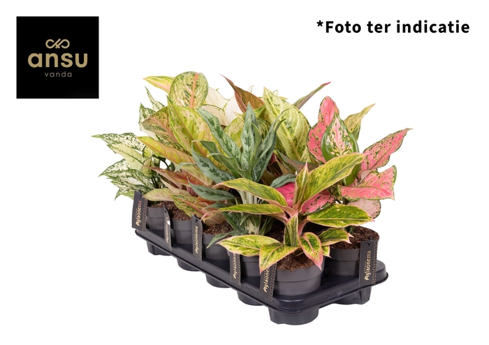 <h4>Aglaonema overig</h4>