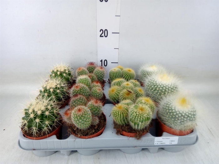 <h4>Cactus   ...mix  4</h4>