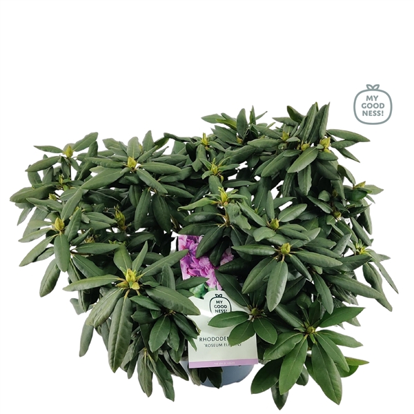 <h4>Rhododendron 50-60 /7.5 liter 'Roseum Elegans'</h4>