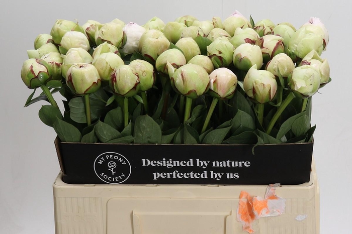 <h4>Paeonia White Pool</h4>