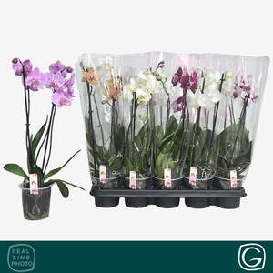 PHAL GEM 4 KL