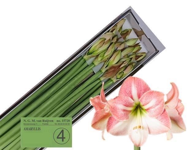 <h4>HIPP GA APPLE BLOSSO</h4>